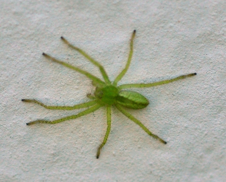 Micrommata virescens
